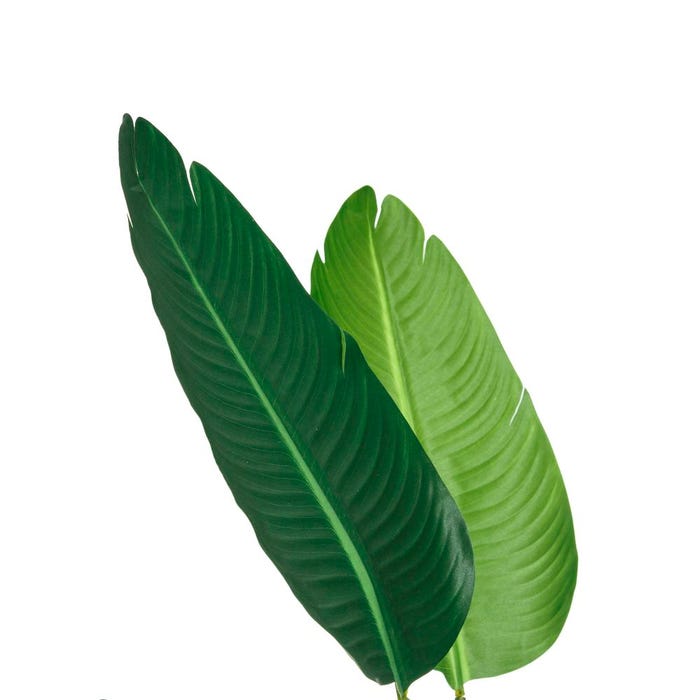 Green Bird of Paradise Plant 150 cm