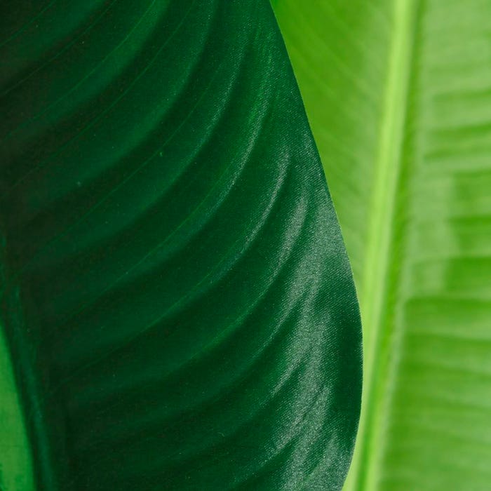 Planta Ave do Paraíso Verde 150 cm