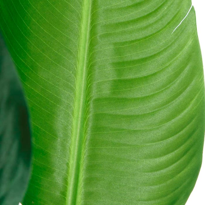 Planta Ave do Paraíso Verde 150 cm