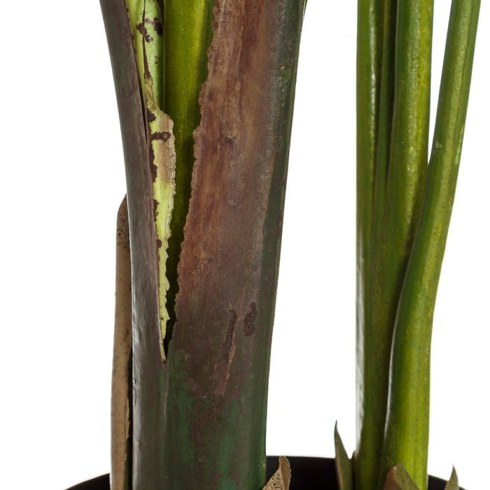 Planta Ave do Paraíso Verde 150 cm