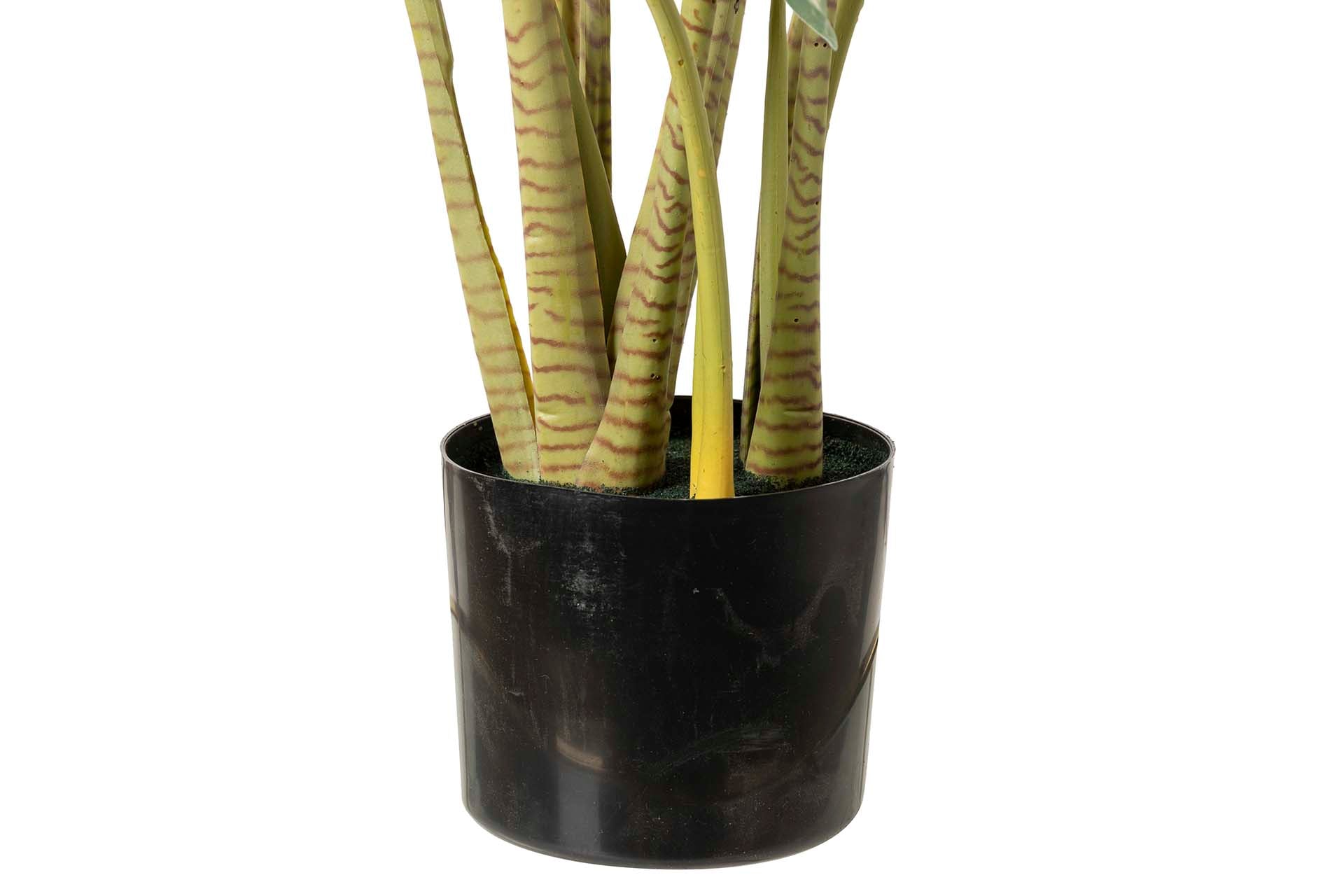 PLANTA TARO TABBY COM VASO 80x70x100 CM