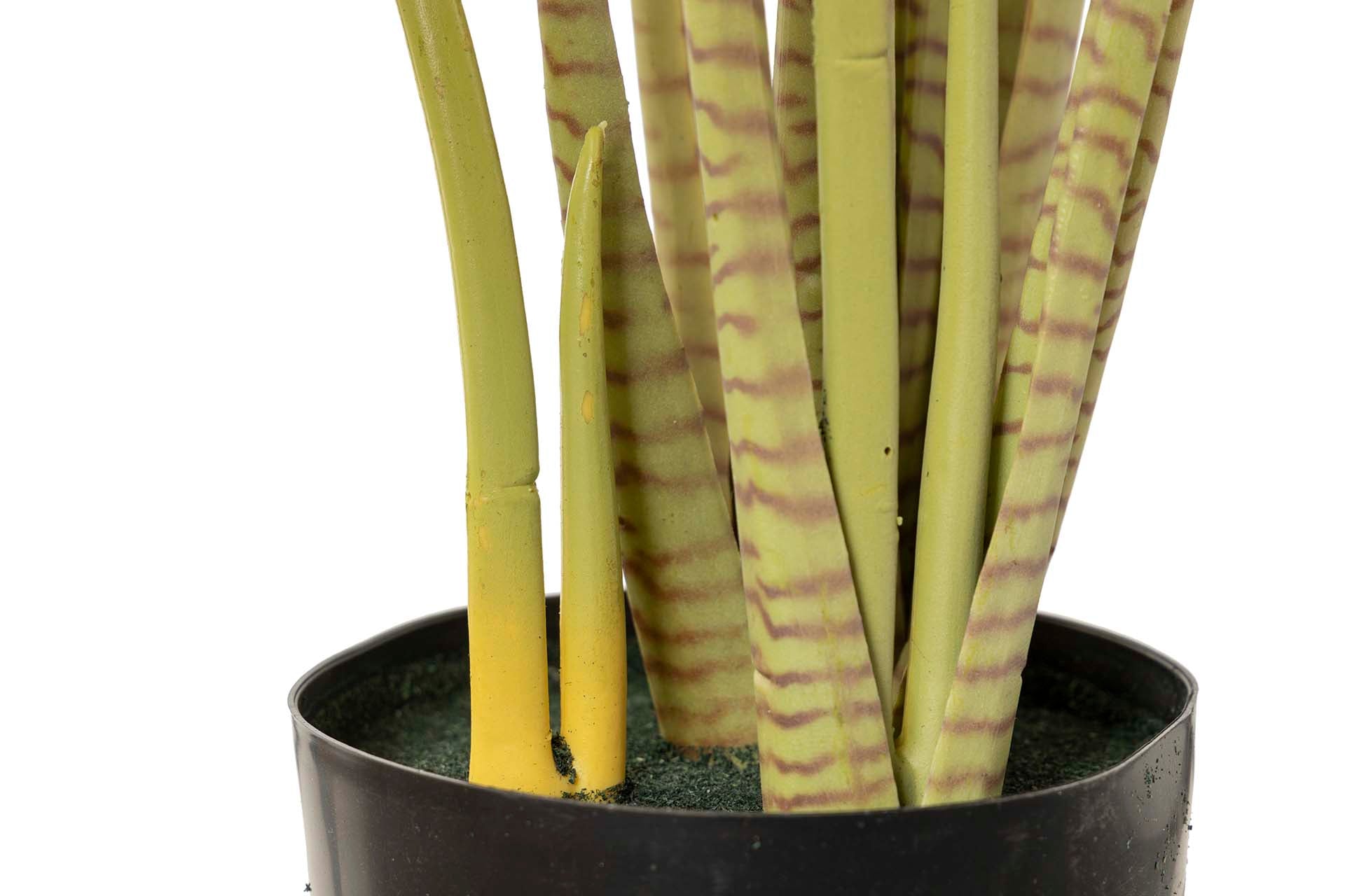 PLANTA TARO TABBY COM VASO 80x70x100 CM