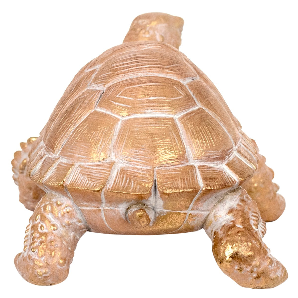Tortoise