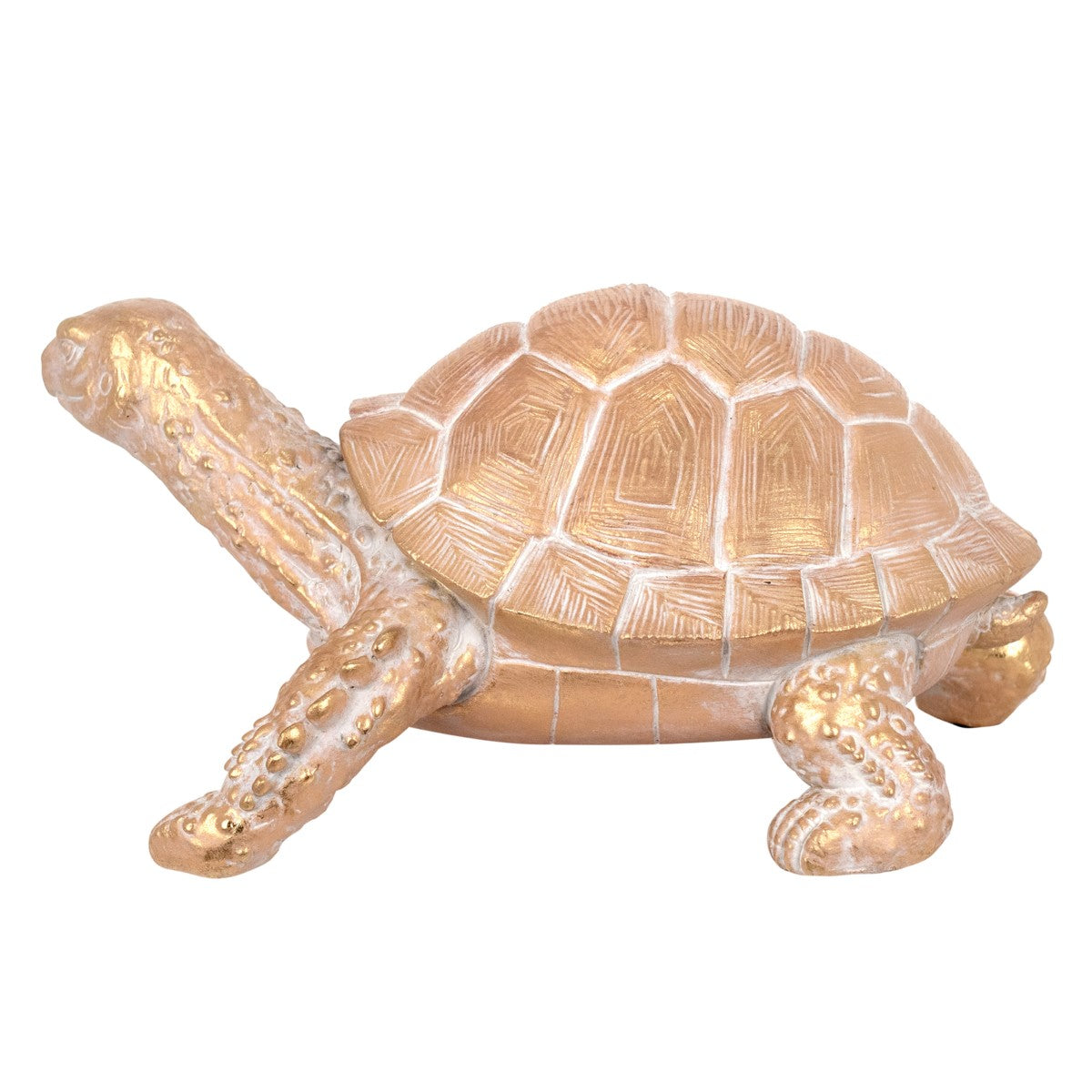 Tortoise