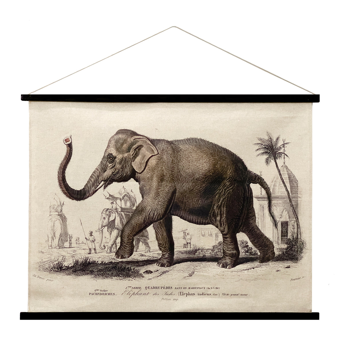 Lienzo Enrollable Elefante