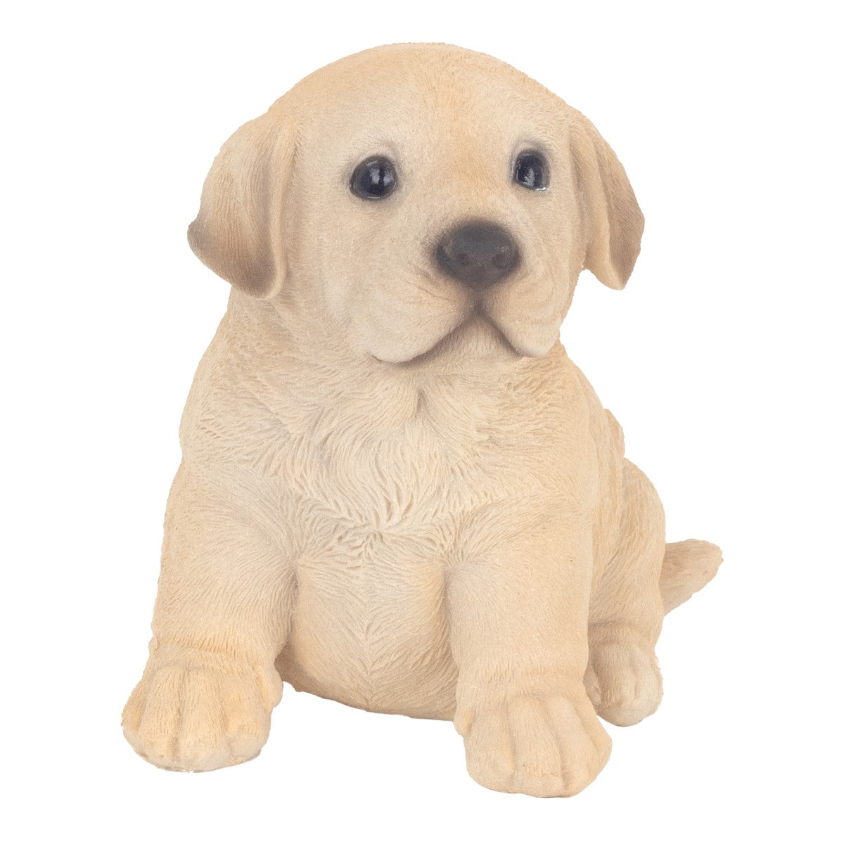 Perro