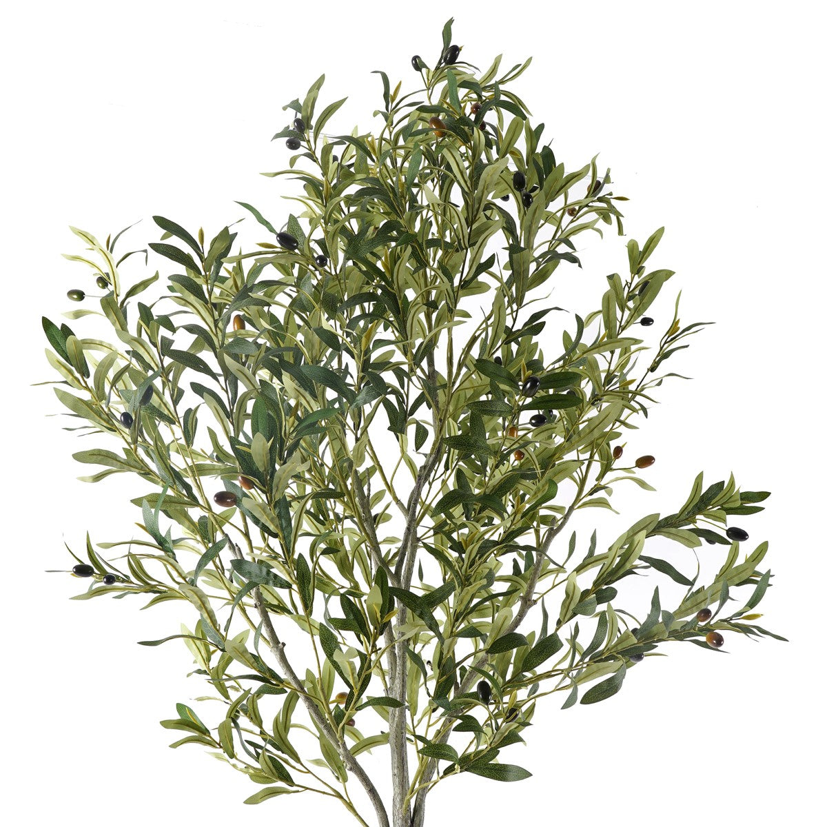 Oliveira Gra.