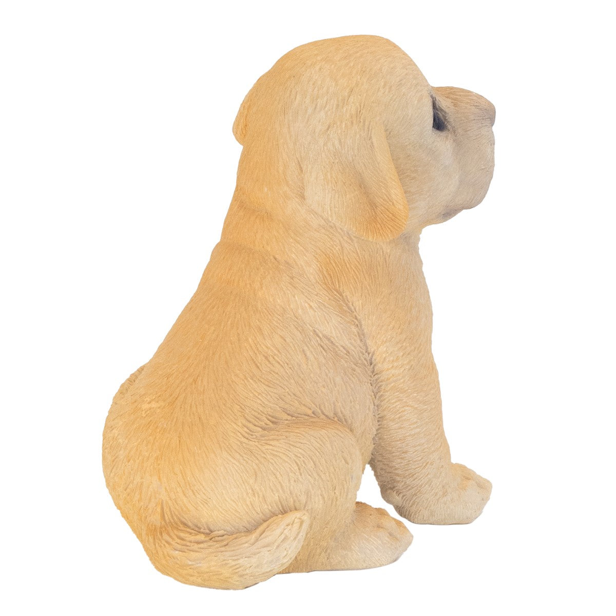 Perro