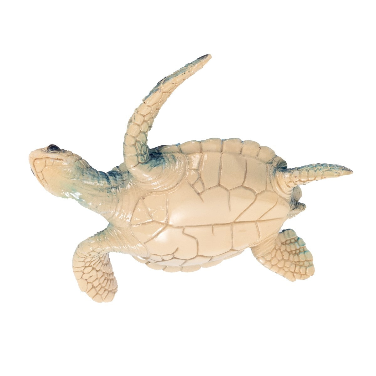 Tortoise