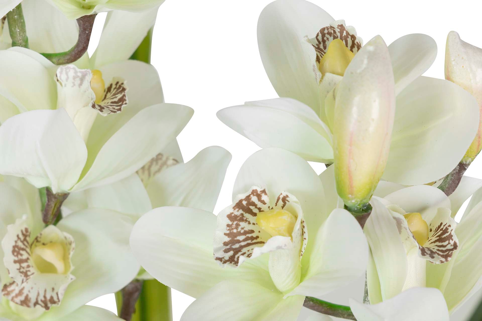 PLANTA DE ORQUÍDEA CYMBIDIUM 60x60x100 CM