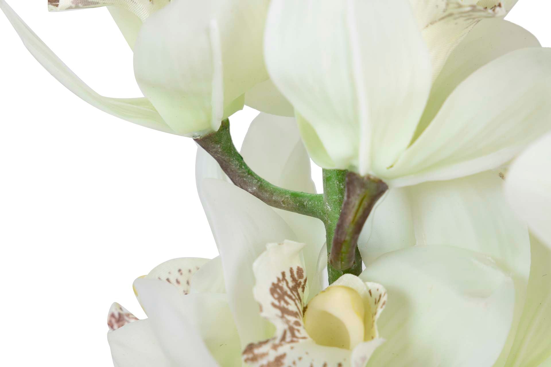 PLANTA ORQUIDEA CYMBIDIUM 60x60x100 CM