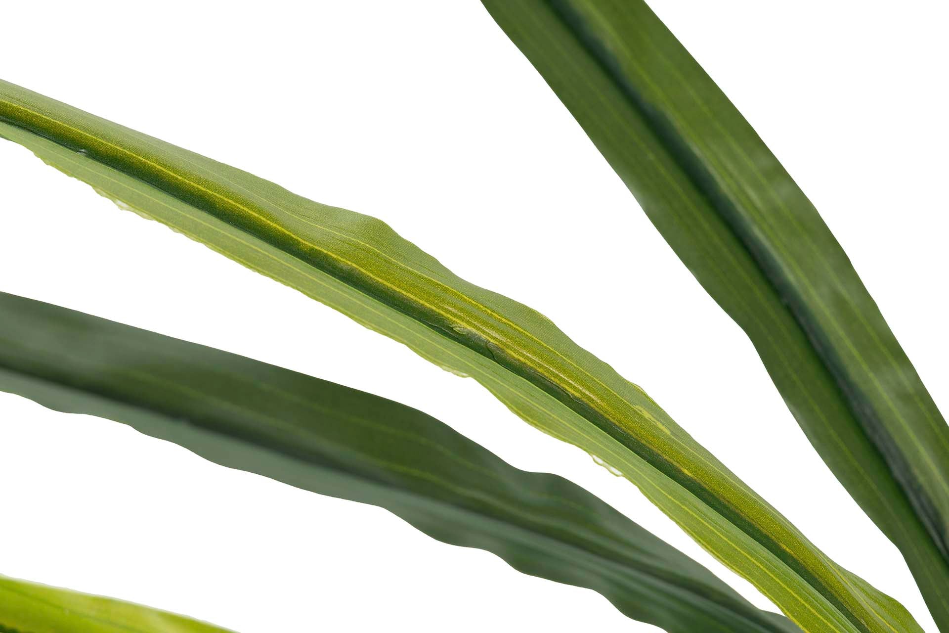 PLANTA DE ORQUÍDEA CYMBIDIUM 60x60x100 CM