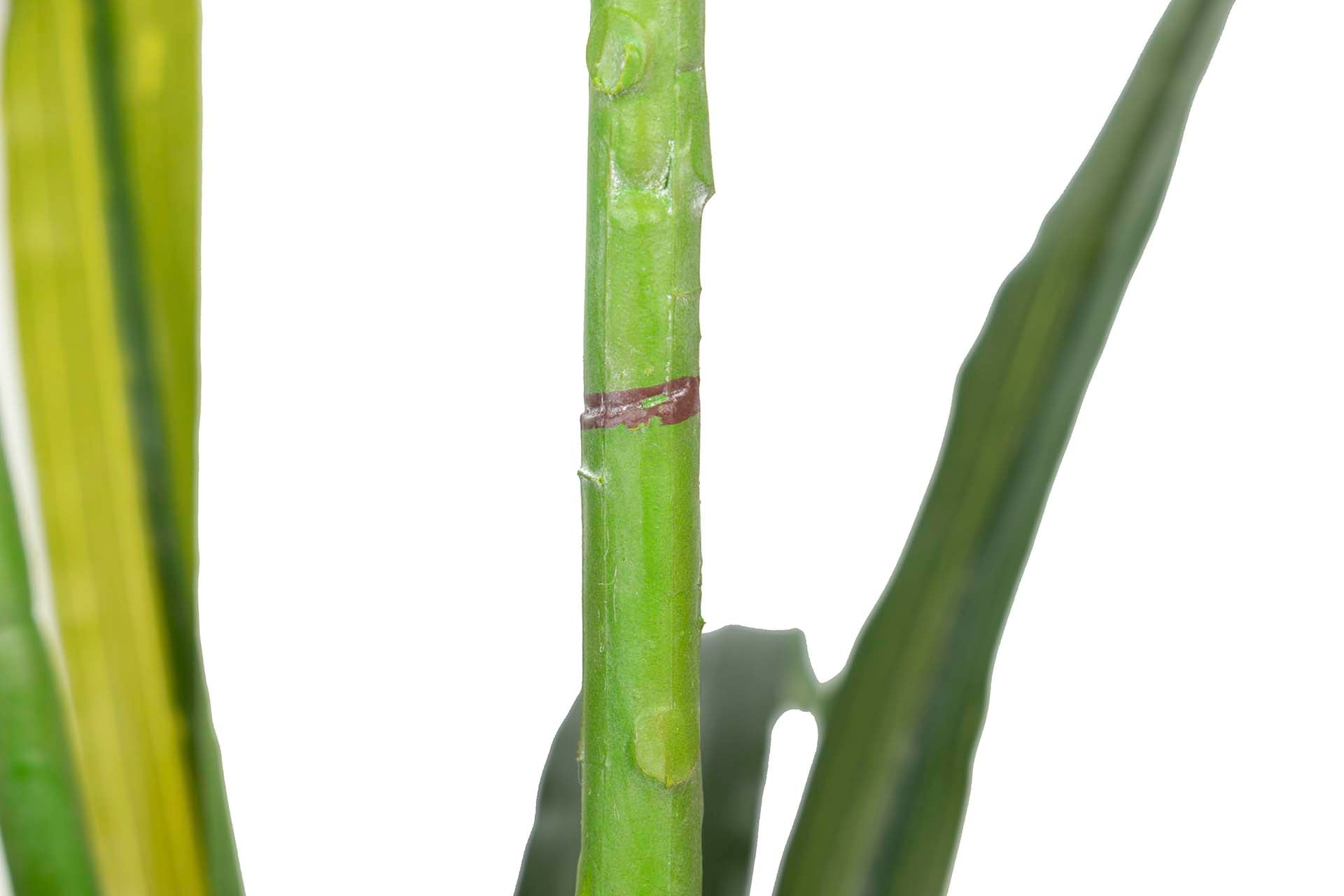 PLANTA DE ORQUÍDEA CYMBIDIUM 60x60x100 CM