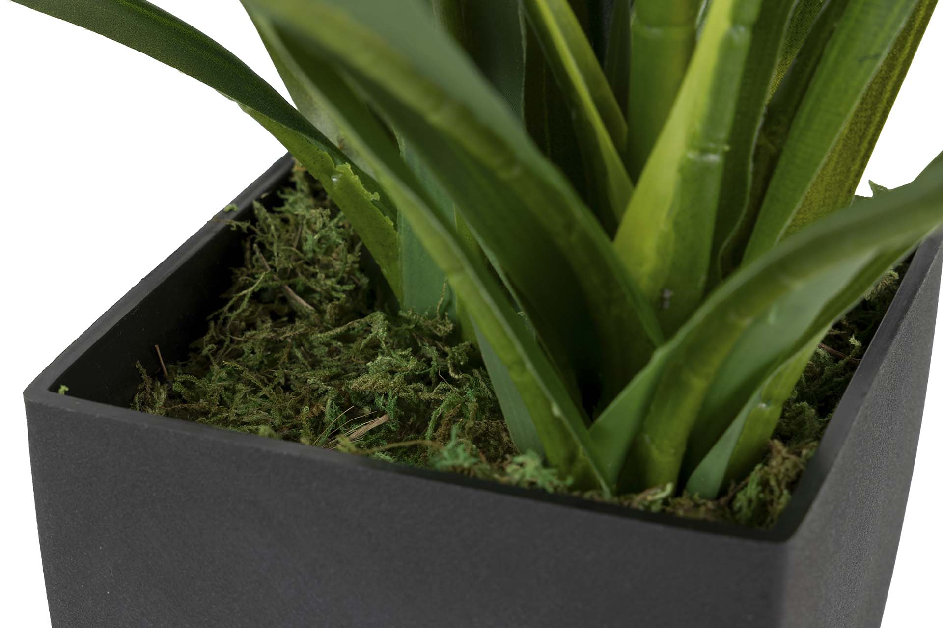 PLANTA DE ORQUÍDEA CYMBIDIUM 60x60x100 CM