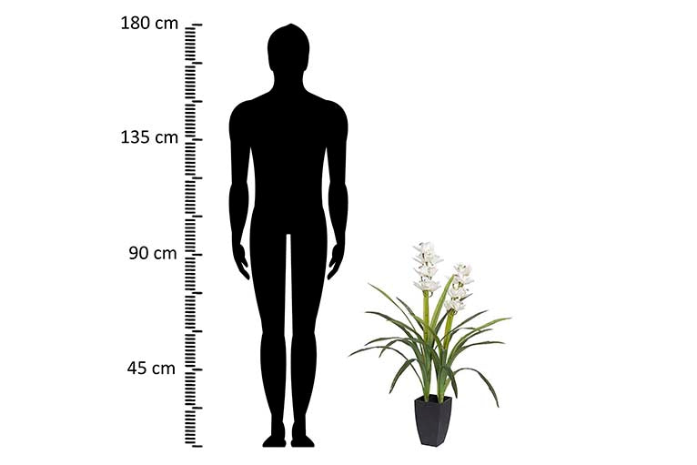PLANTA DE ORQUÍDEA CYMBIDIUM 60x60x100 CM
