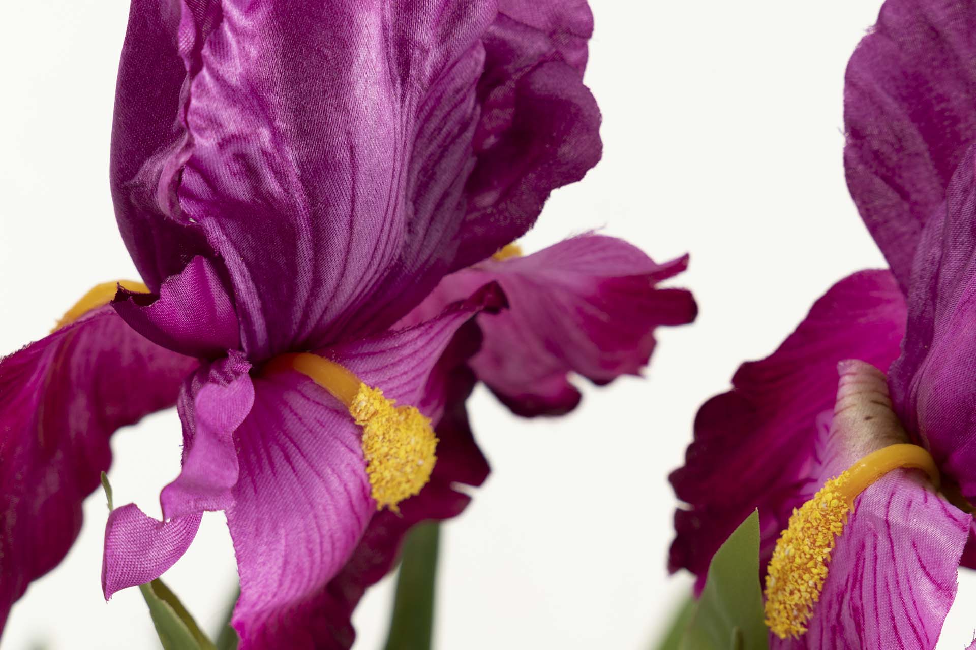 PLANTA DE ORQUÍDEA CATTLEYA 60x60x70 CM
