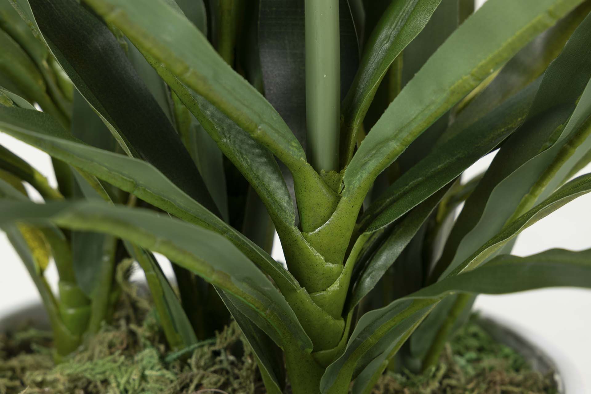 PLANTA ORQUIDEA CATTLEYA 60x60x70 CM