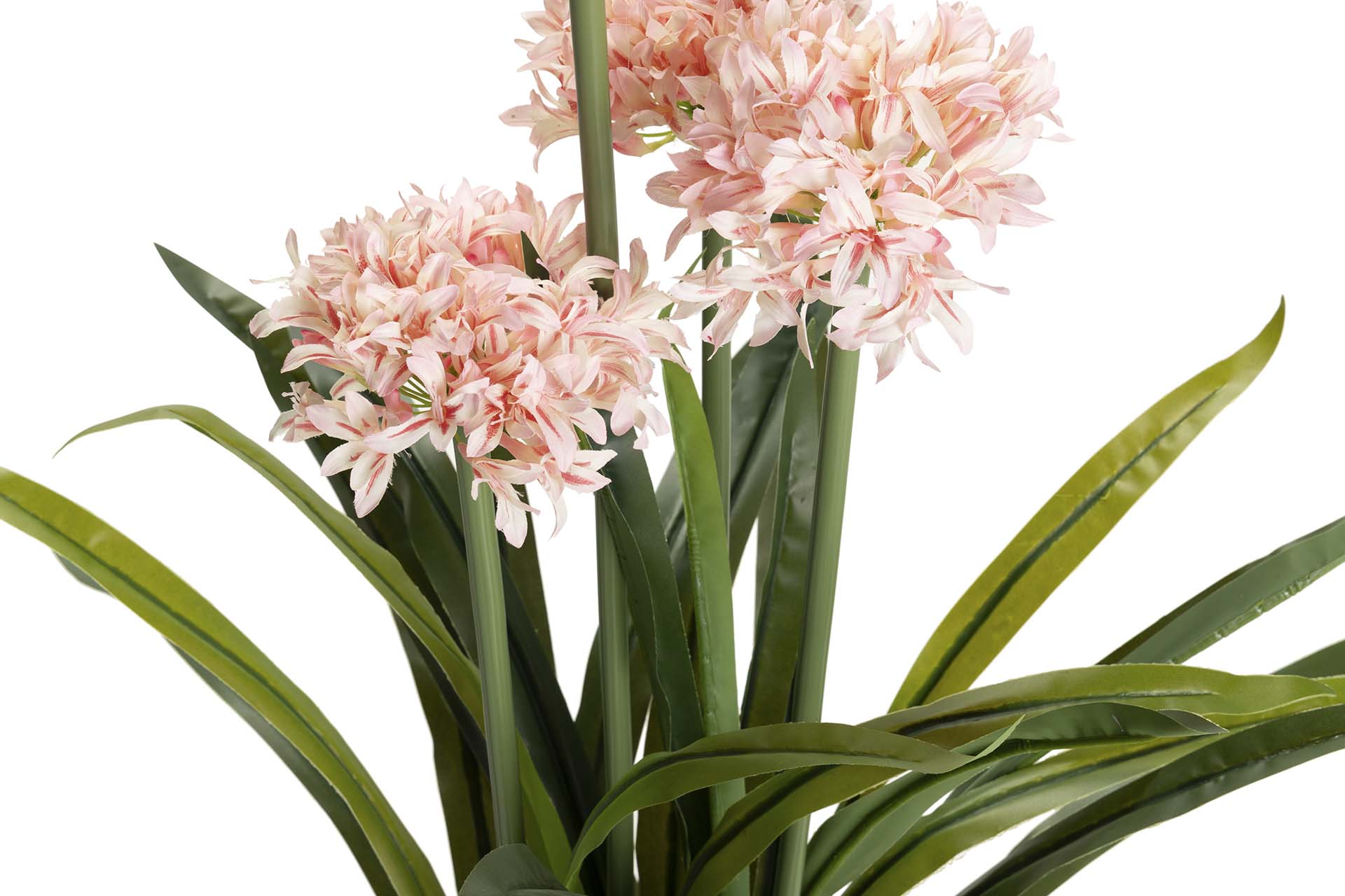 PLANTA NARCISO 70x70x100 CM