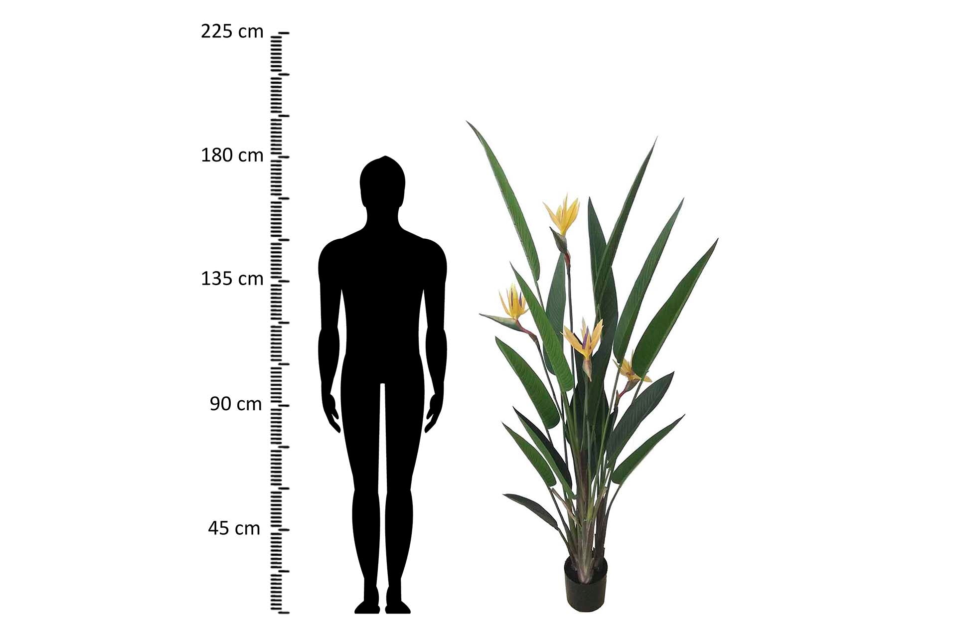 PLANTA PARAÍSO 65x65x193 CM