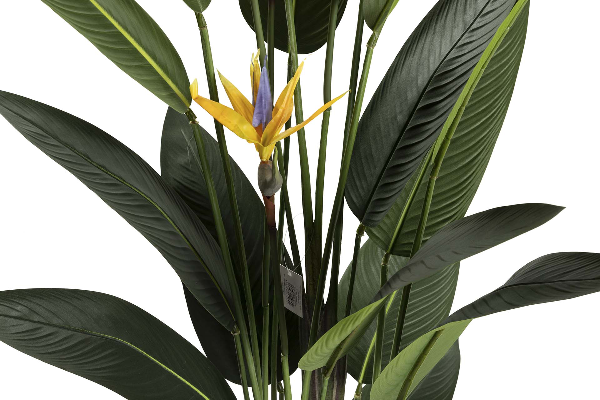 PLANTA PARAÍSO 65x65x193 CM