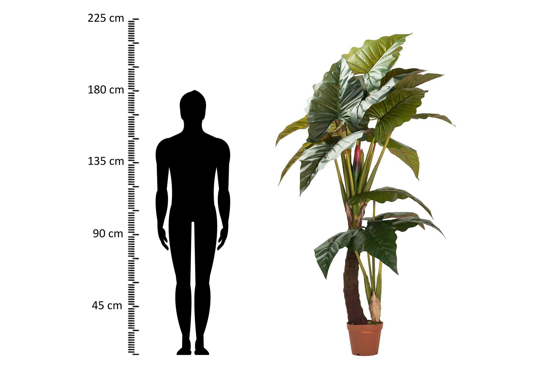 PLANTA COLOCASIA ESCULENTA 150x150x220 CM