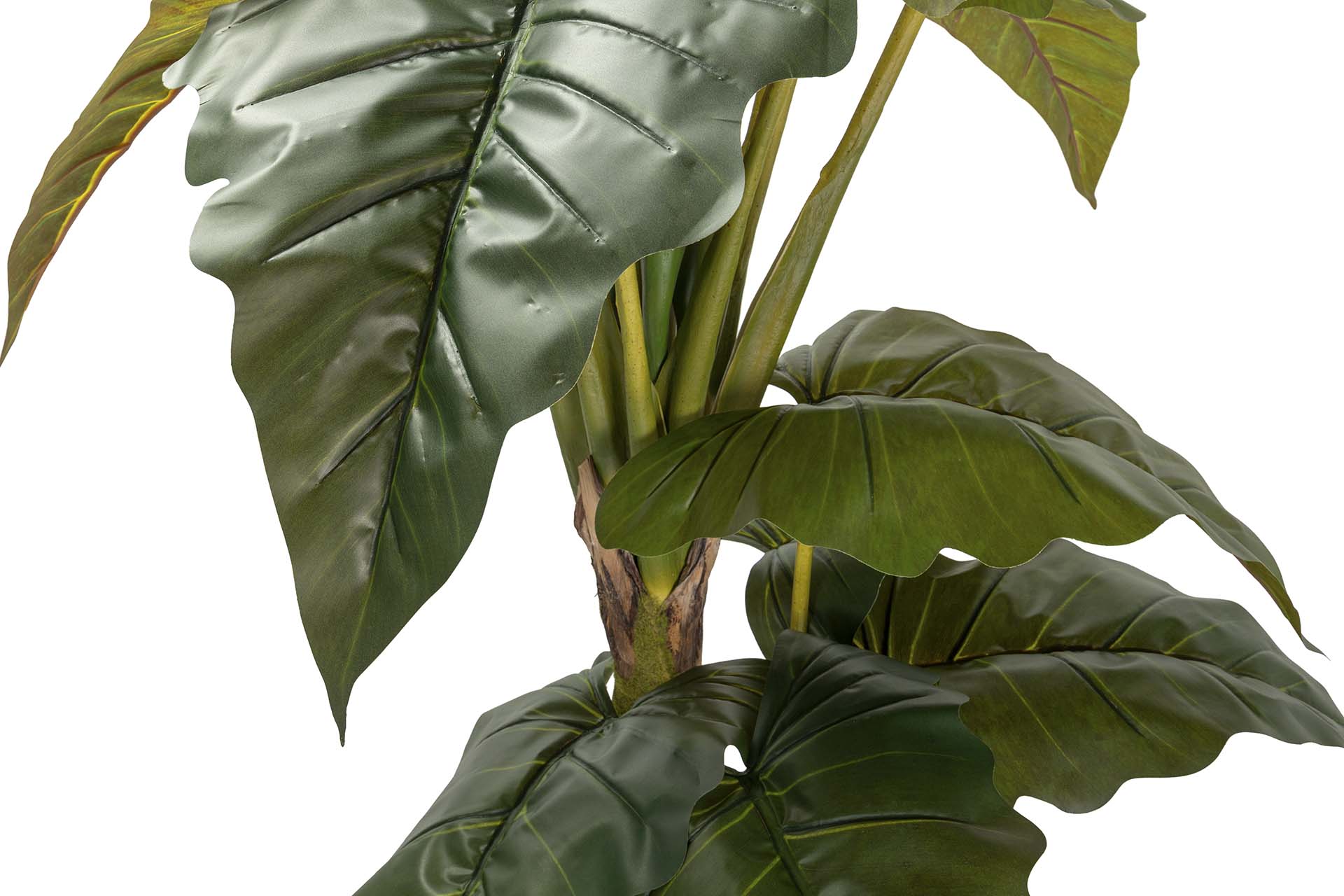 PLANTA COLOCASIA ESCULENTA 150x150x220 CM