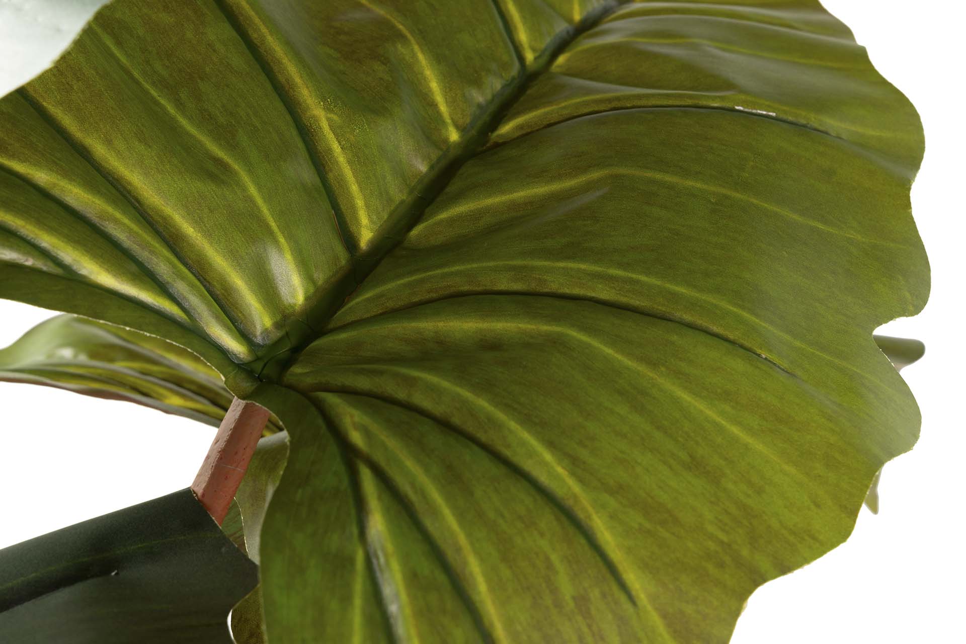 PLANTA COLOCASIA ESCULENTA 150x150x220 CM