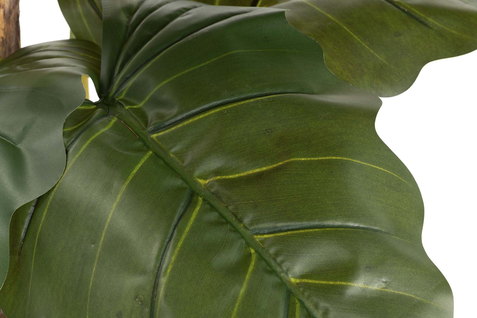 PLANTA COLOCASIA ESCULENTA 150x150x220 CM