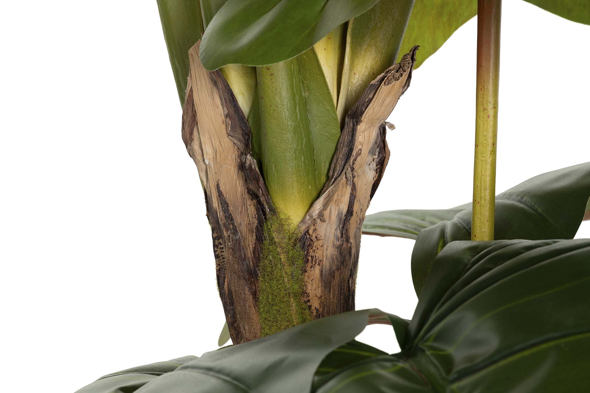 PLANTA COLOCASIA ESCULENTA 150x150x220 CM