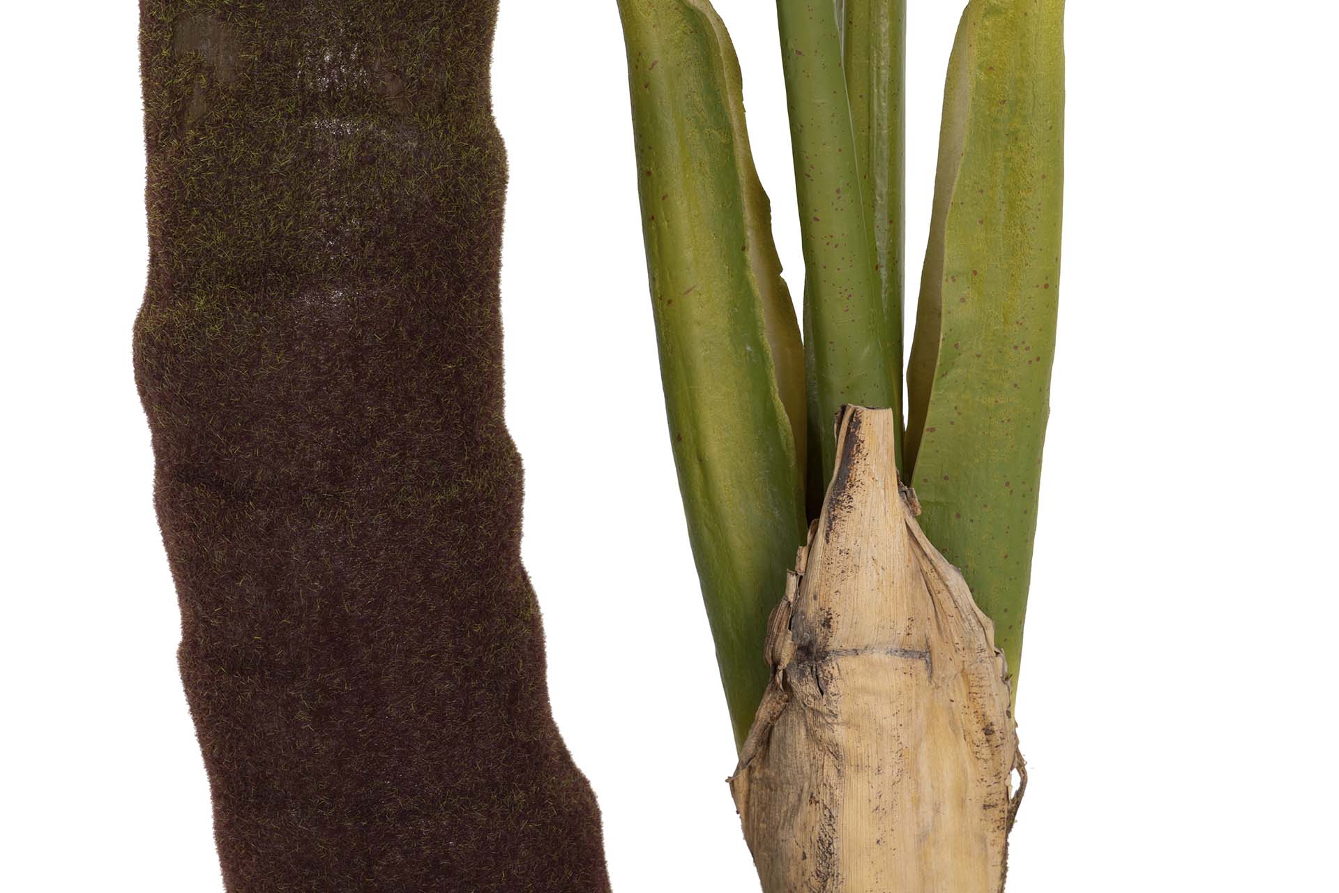 PLANTA COLOCASIA ESCULENTA 150x150x220 CM