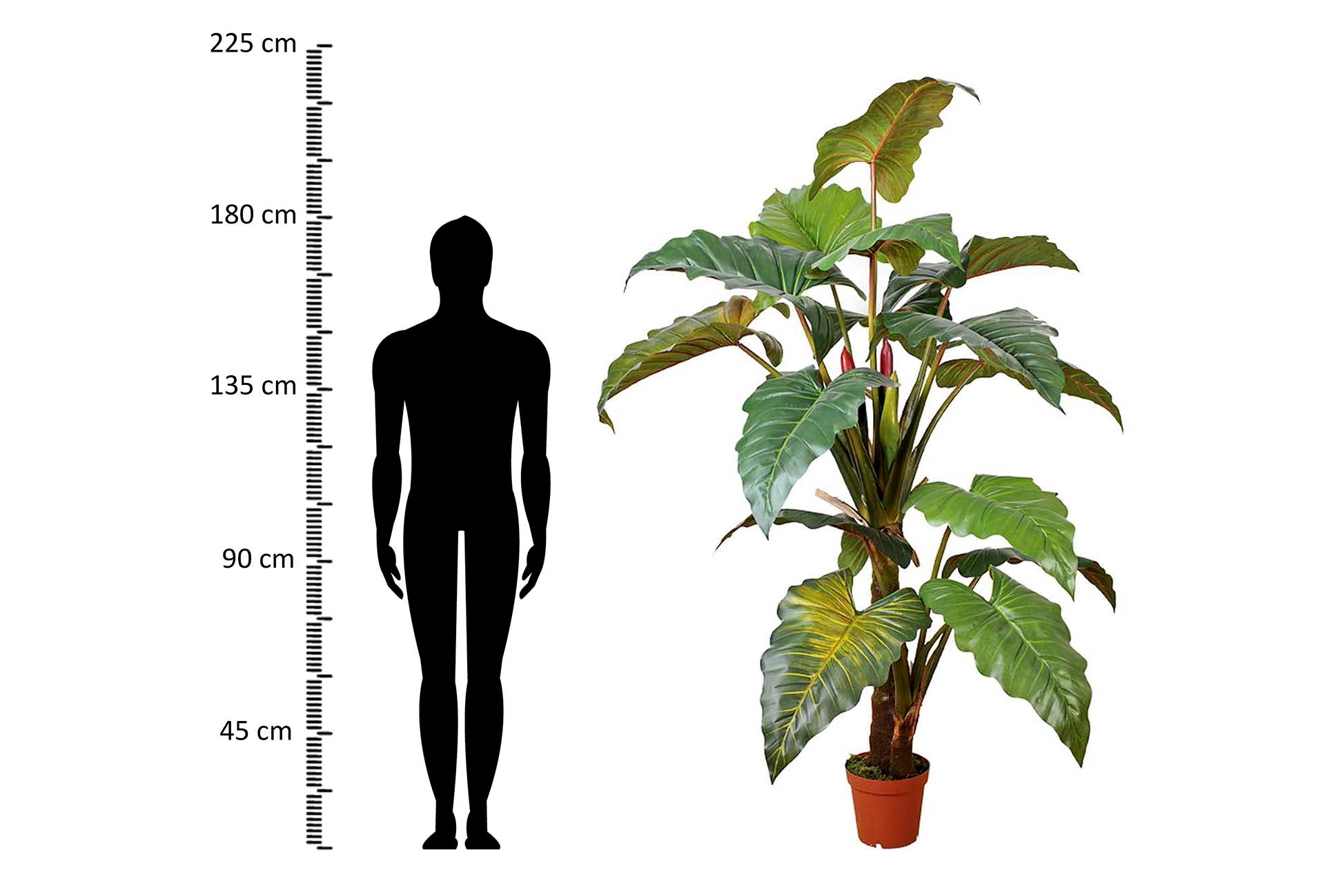 PLANTA COLOCASIA ESCULENTA 150x150x220 CM