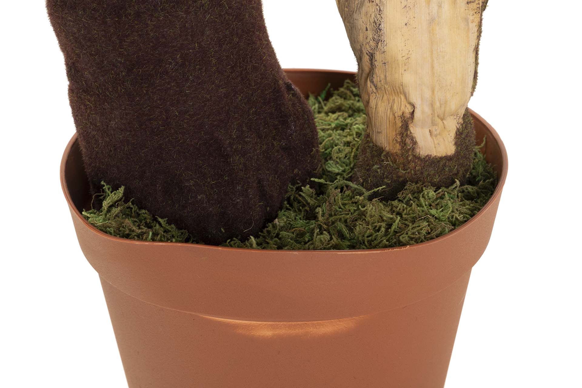 PLANTA COLOCASIA ESCULENTA 150x150x220 CM