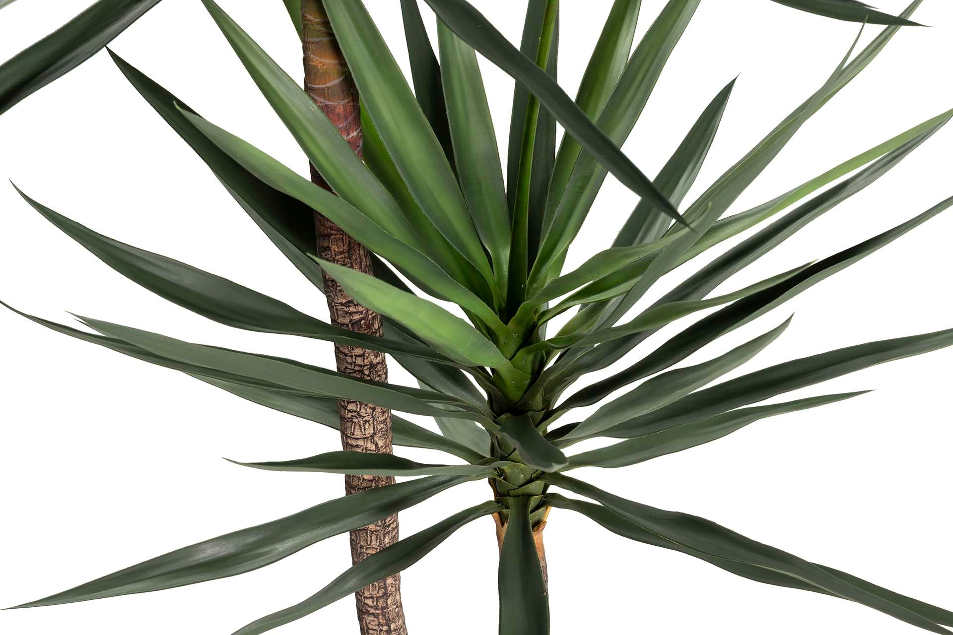PLANTA DE IUCCA 90x70x180 CM