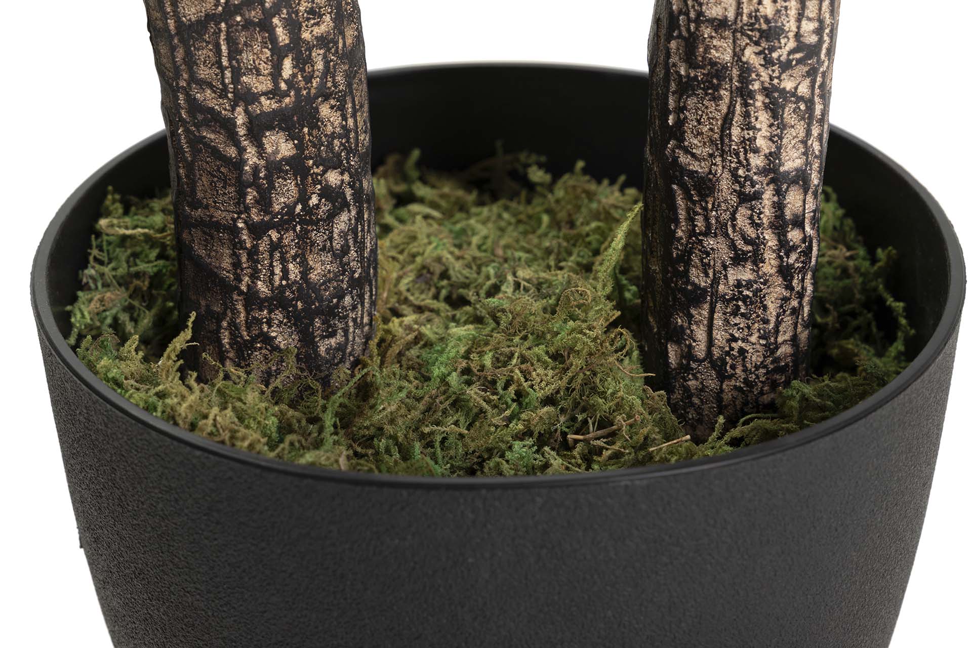 PLANTA DE IUCCA 90x70x180 CM