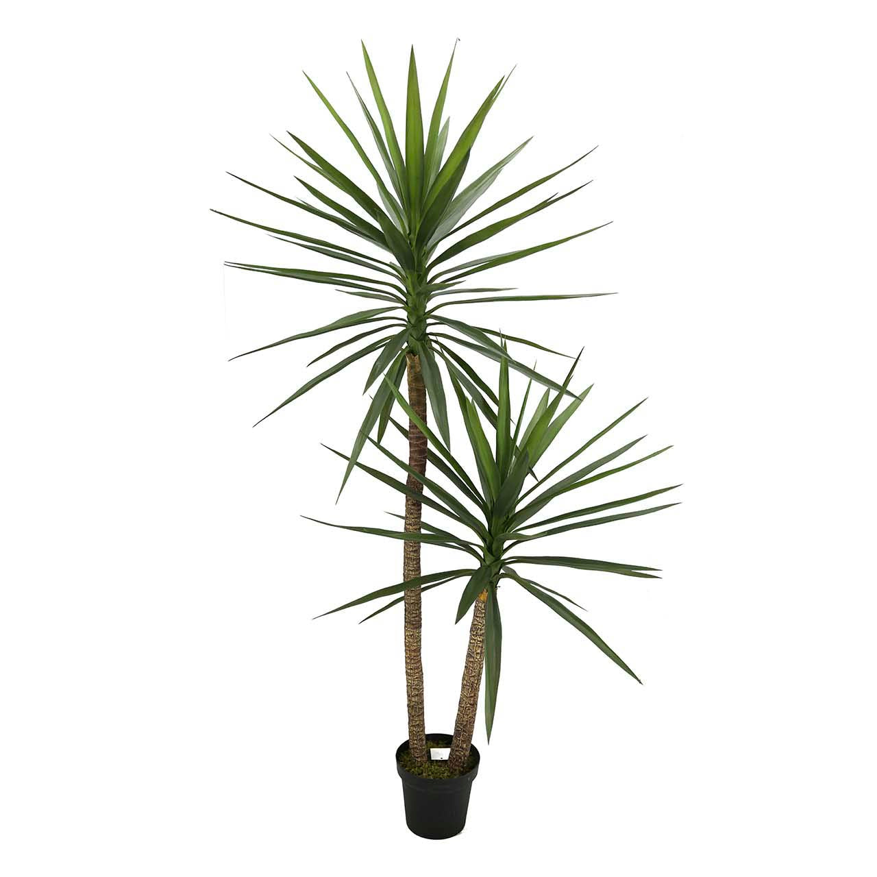 PLANTA YUCCA 90x70x180 CM