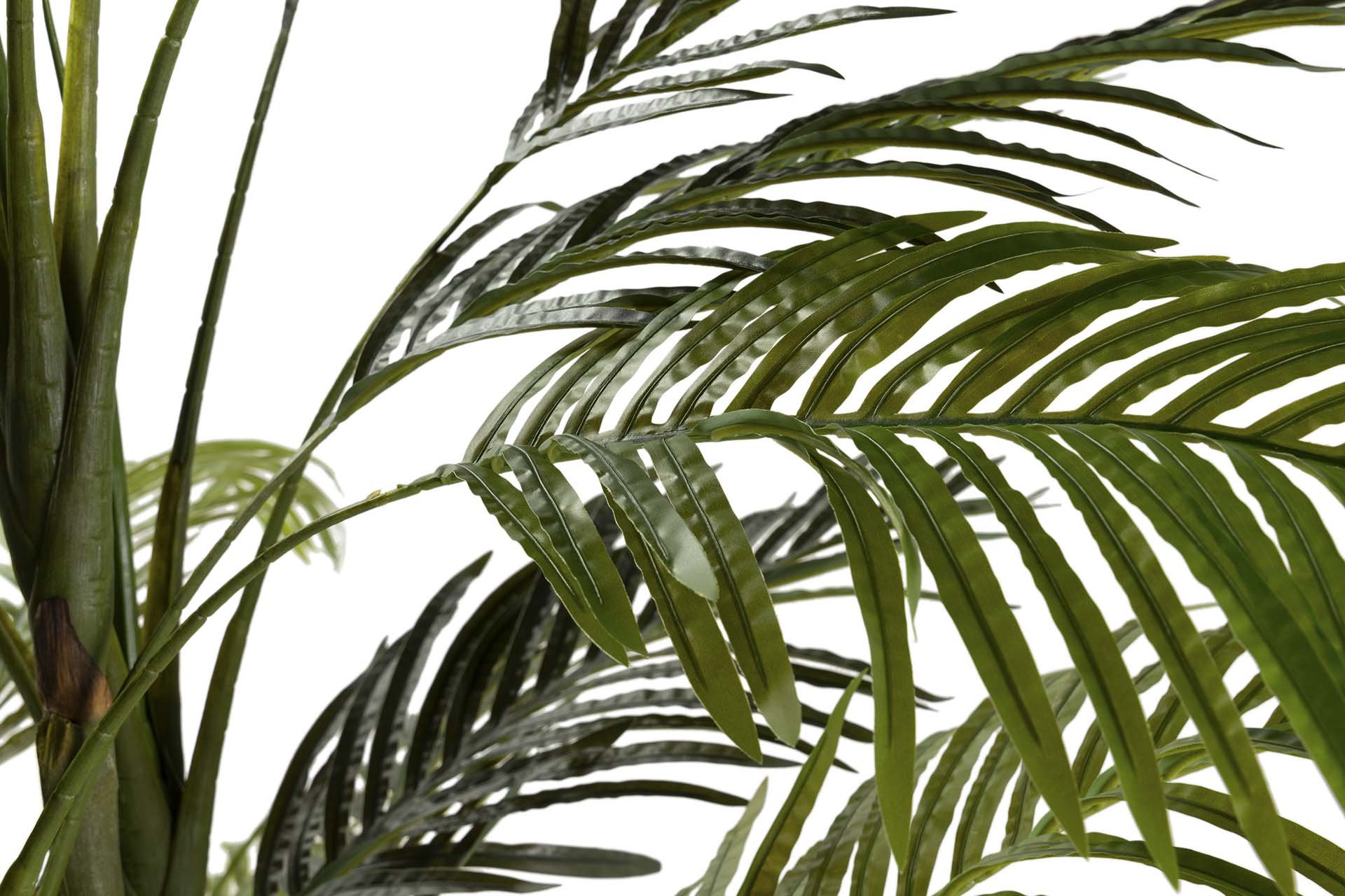 PLANTA DE PALMEIRA ARECA 110x110x190 CM