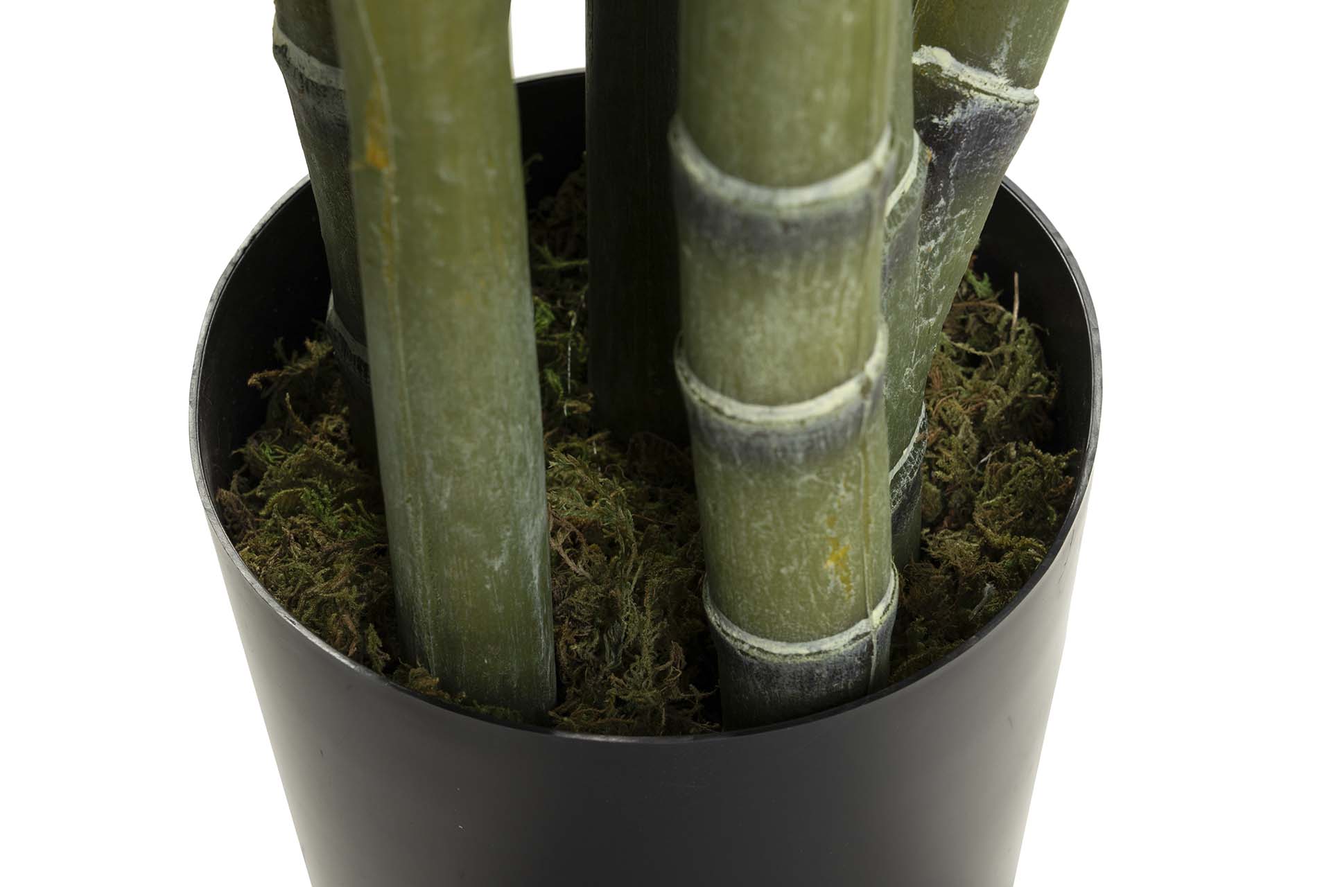PLANTA DE PALMEIRA ARECA 110x110x190 CM