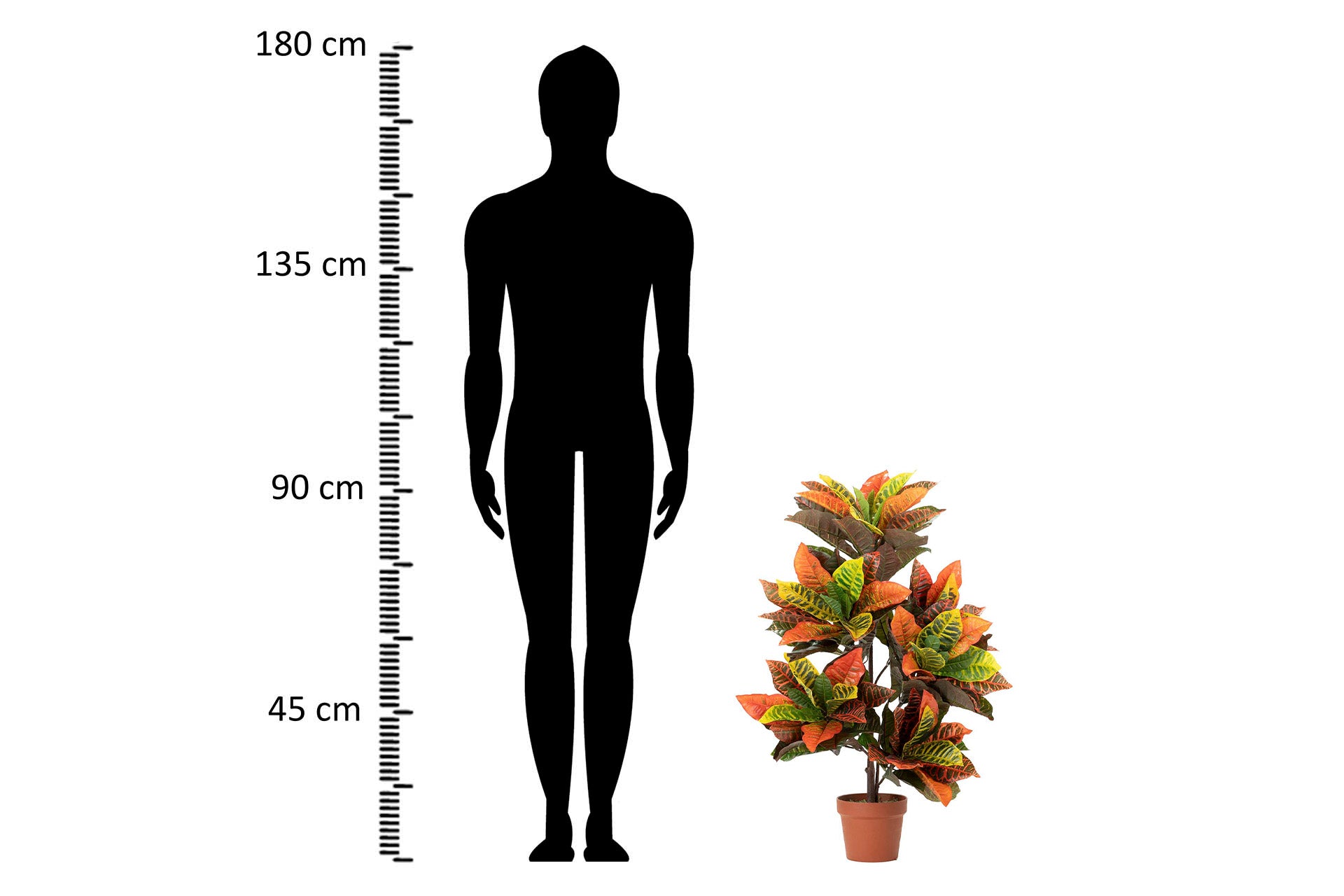 PLANTA CODIAEUM VARIEGATUM 60x60x100 CM