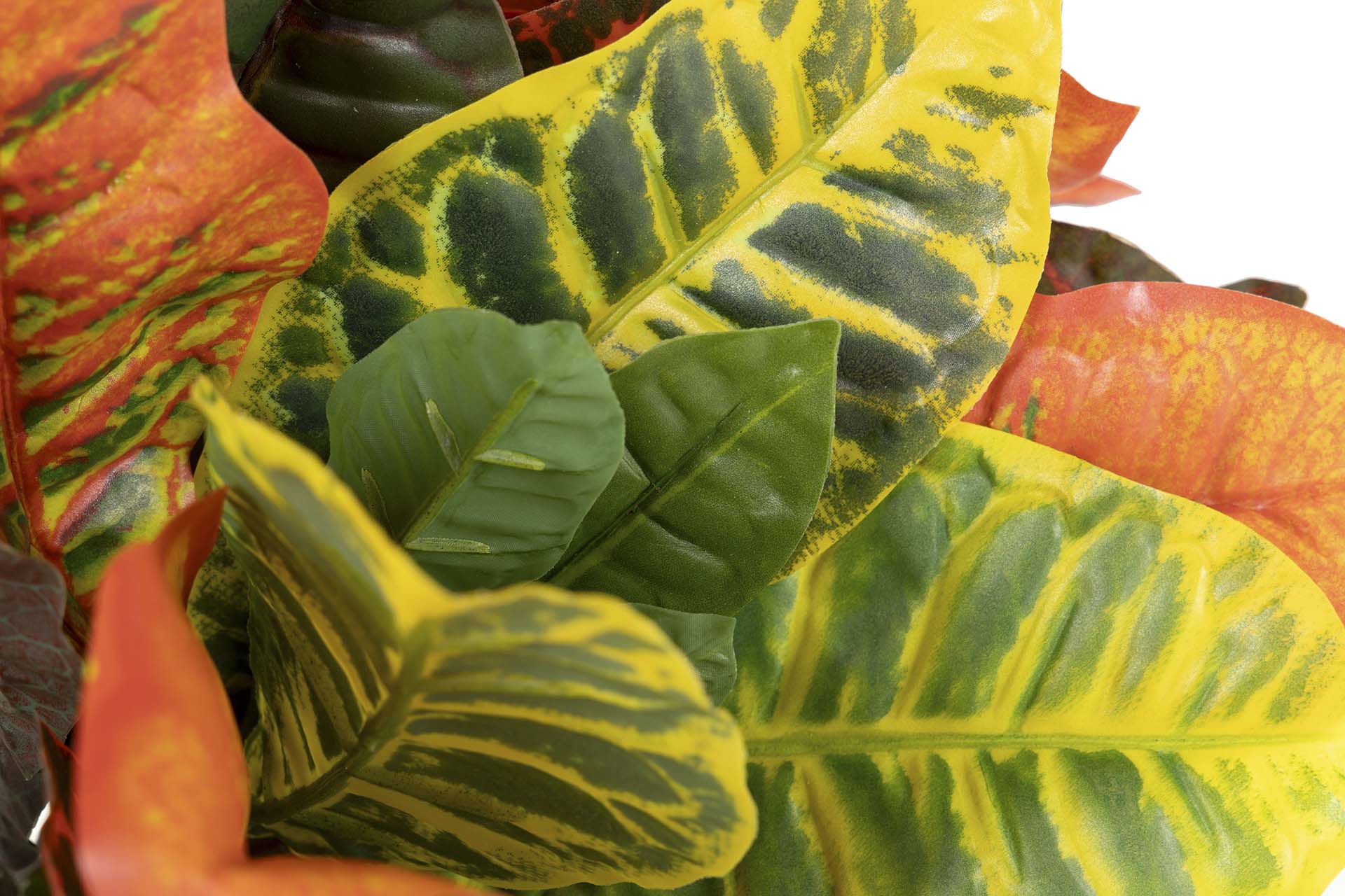 PLANTA CODIAEUM VARIEGATUM 60x60x100 CM