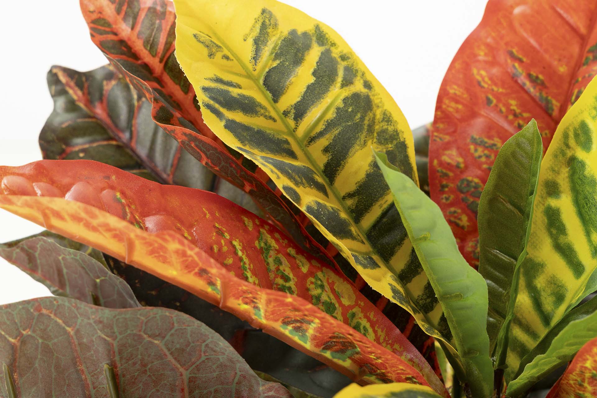 PLANTA CODIAEUM VARIEGATUM 60x60x100 CM