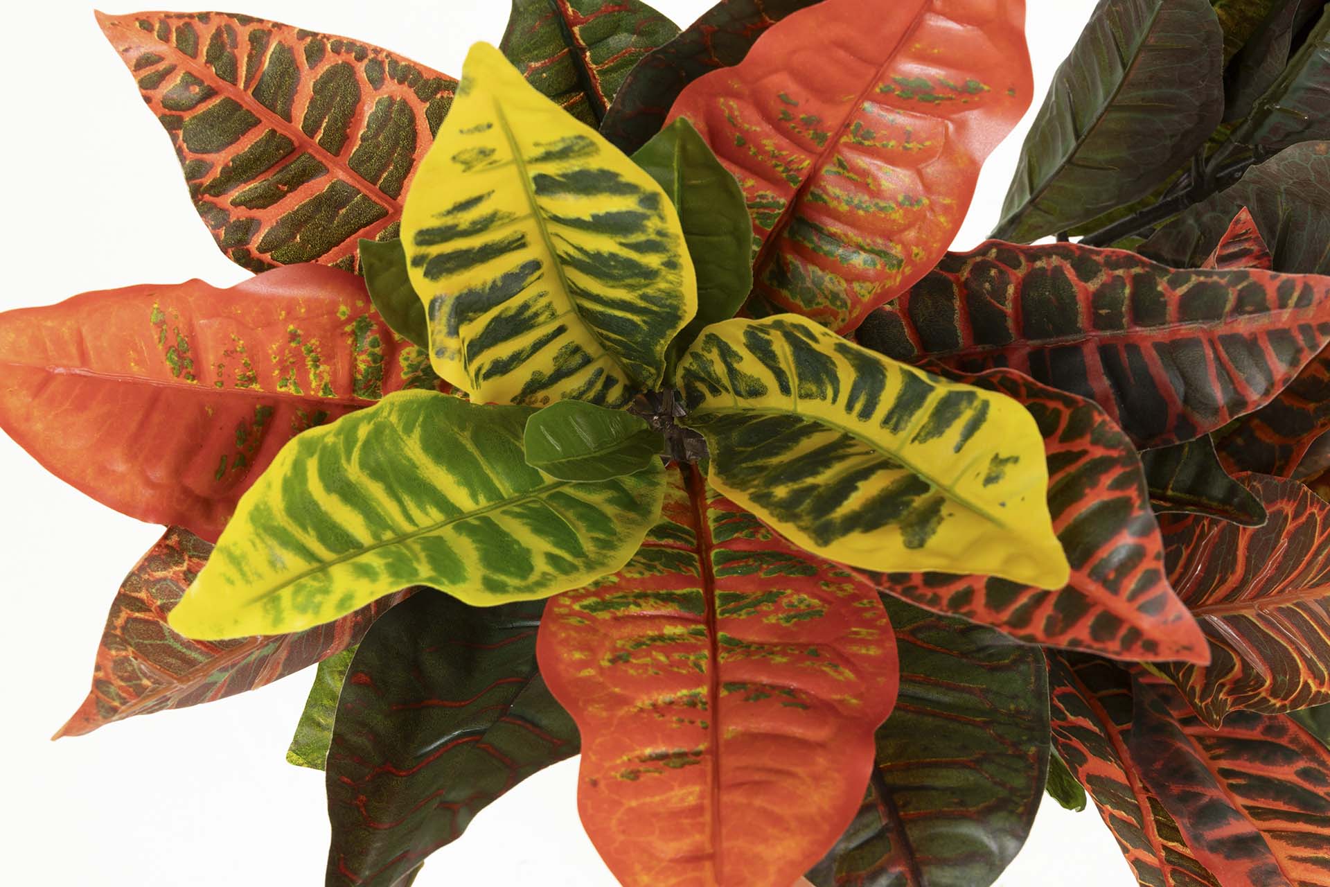 PLANTA CODIAEUM VARIEGATUM 60x60x100 CM
