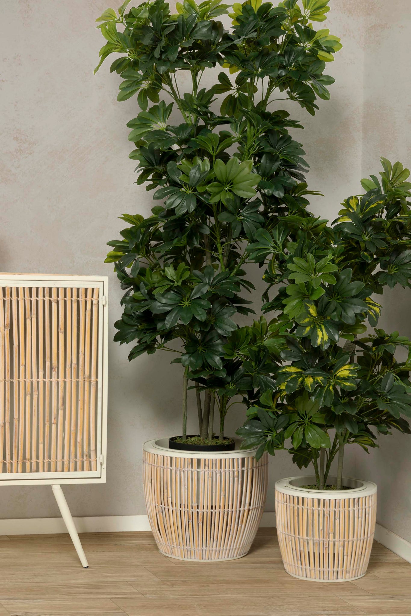 PLANTA SCHEFFLERA ARBORICOLA 60x60x145 CM