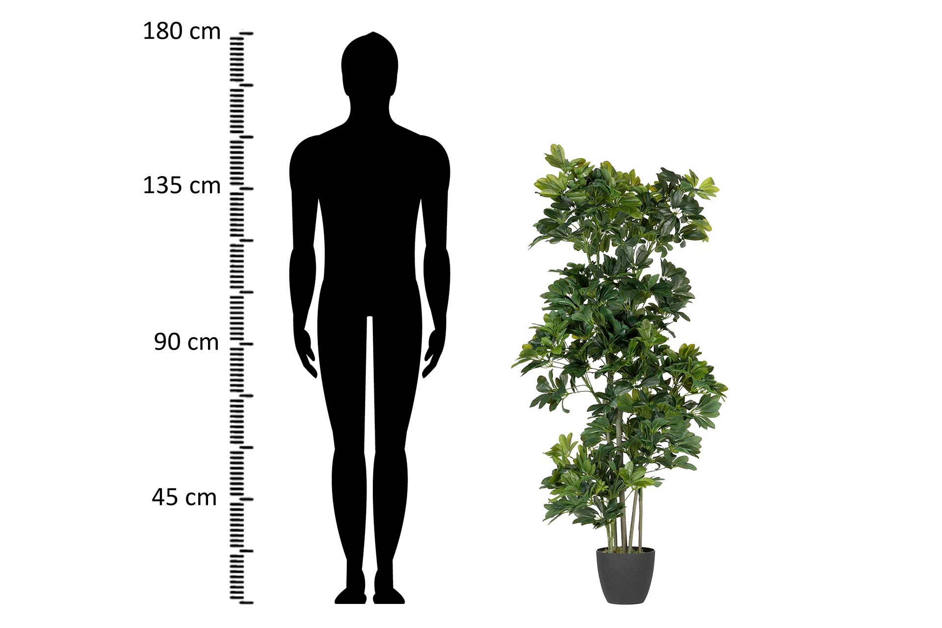 PLANTA SCHEFFLERA ARBORICOLA 60x60x145 CM