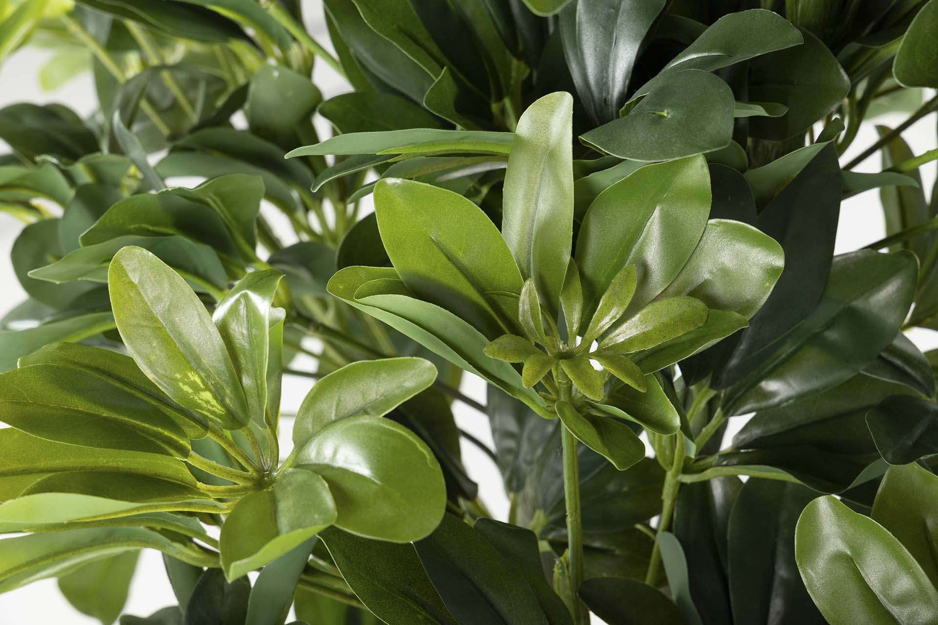 PLANTA SCHEFFLERA ARBORICOLA 60x60x145 CM