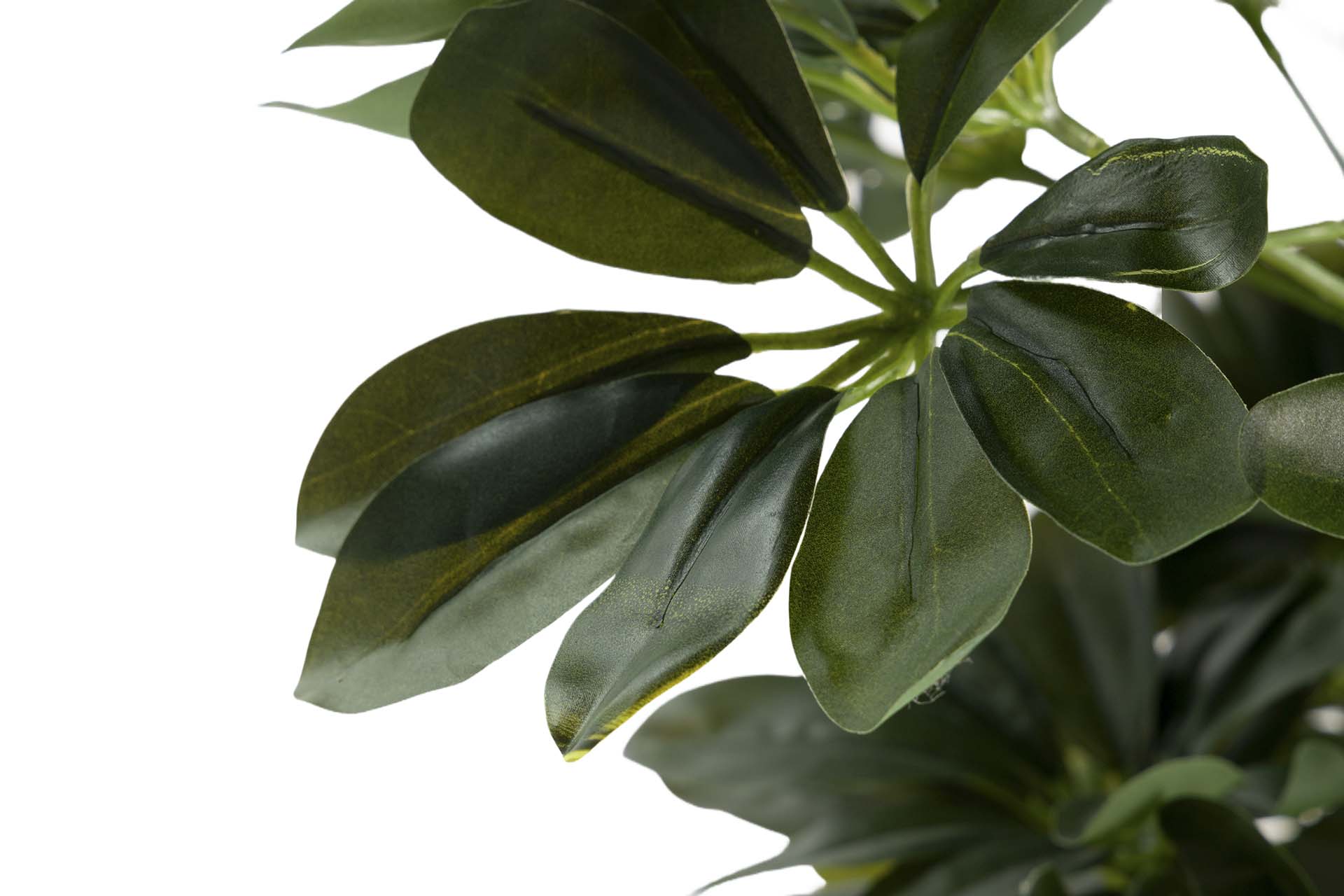 PLANTA SCHEFFLERA ARBORICOLA 60x60x145 CM