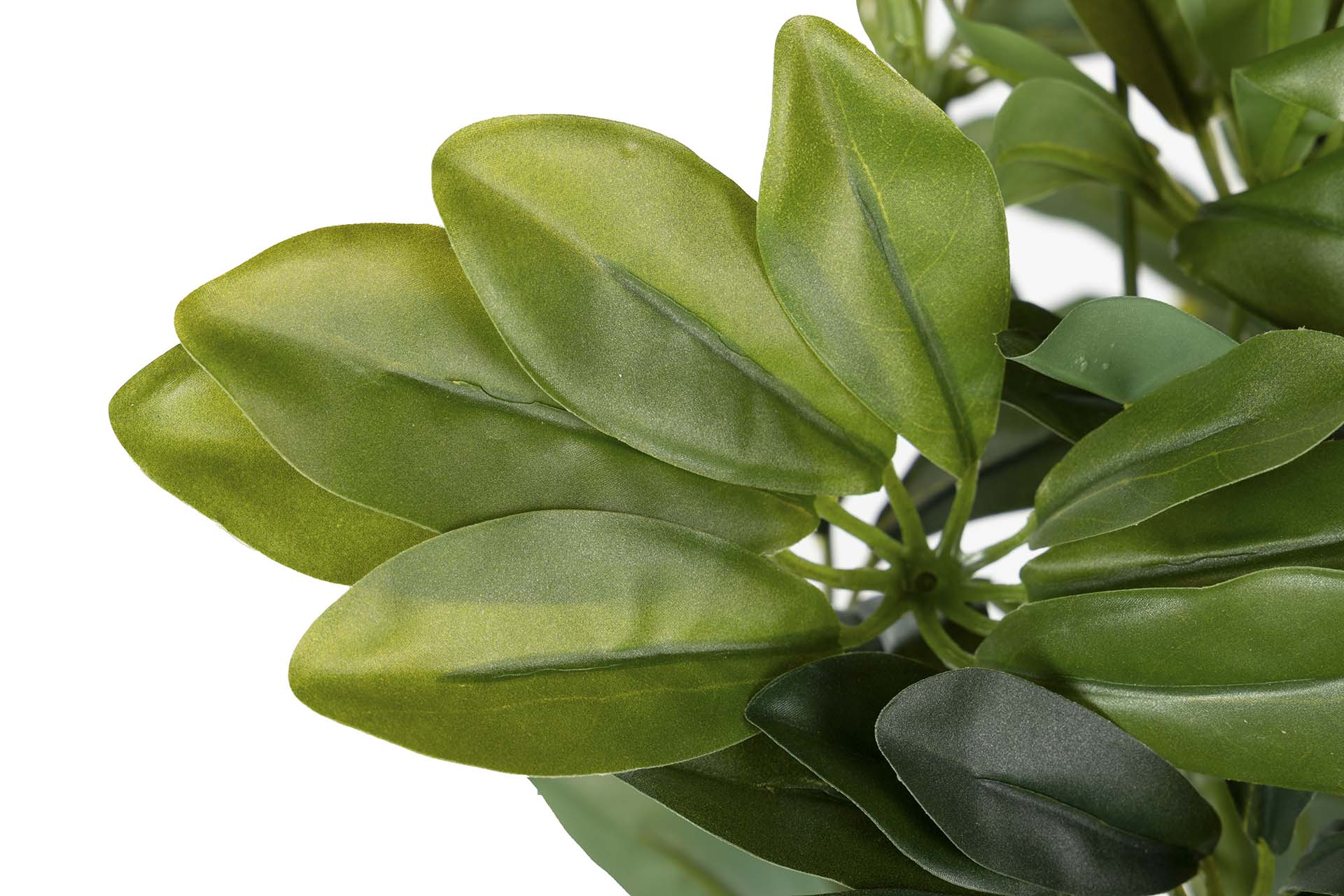 PLANTA SCHEFFLERA ARBORICOLA 60x60x145 CM