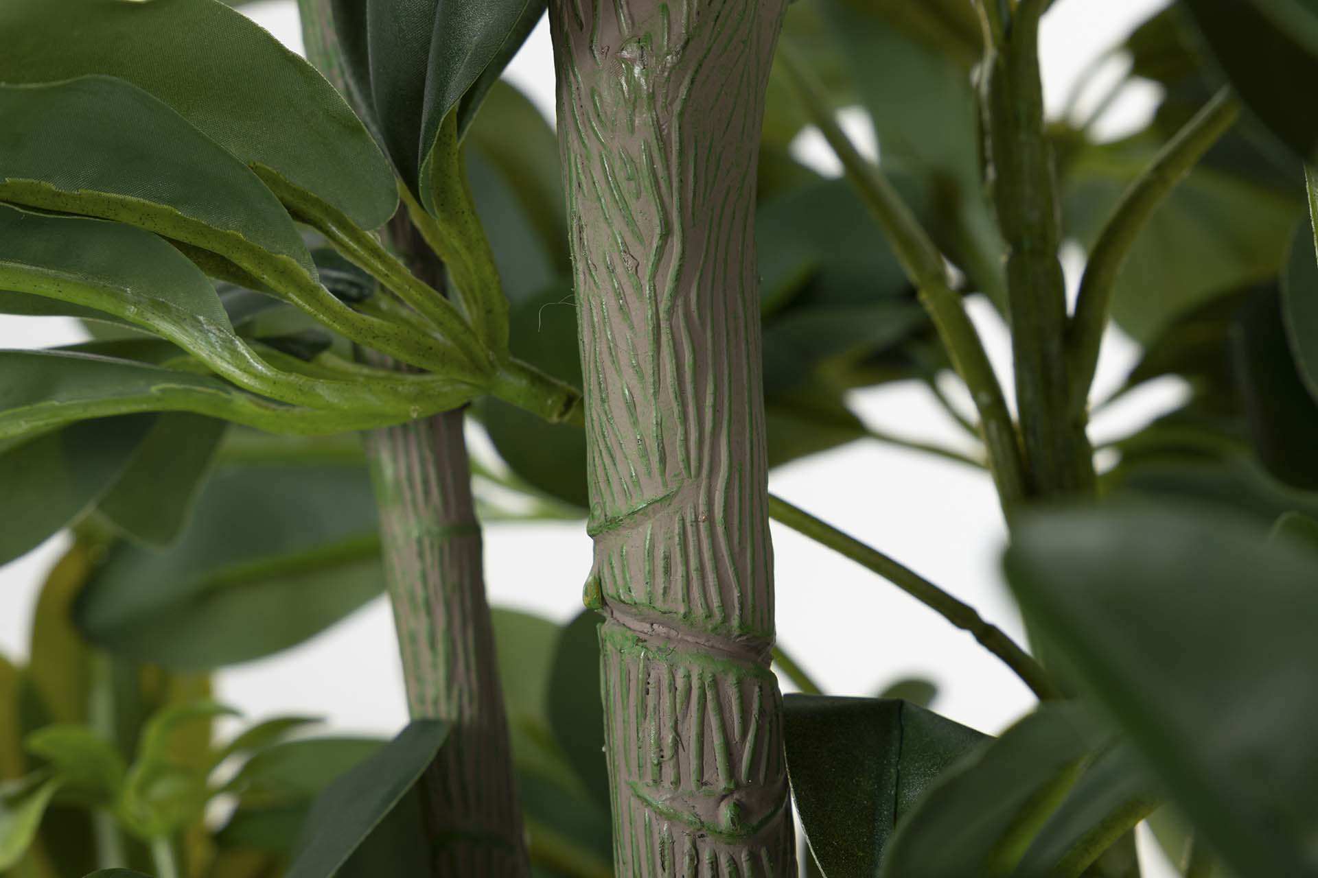 PLANTA SCHEFFLERA ARBORICOLA 60x60x145 CM