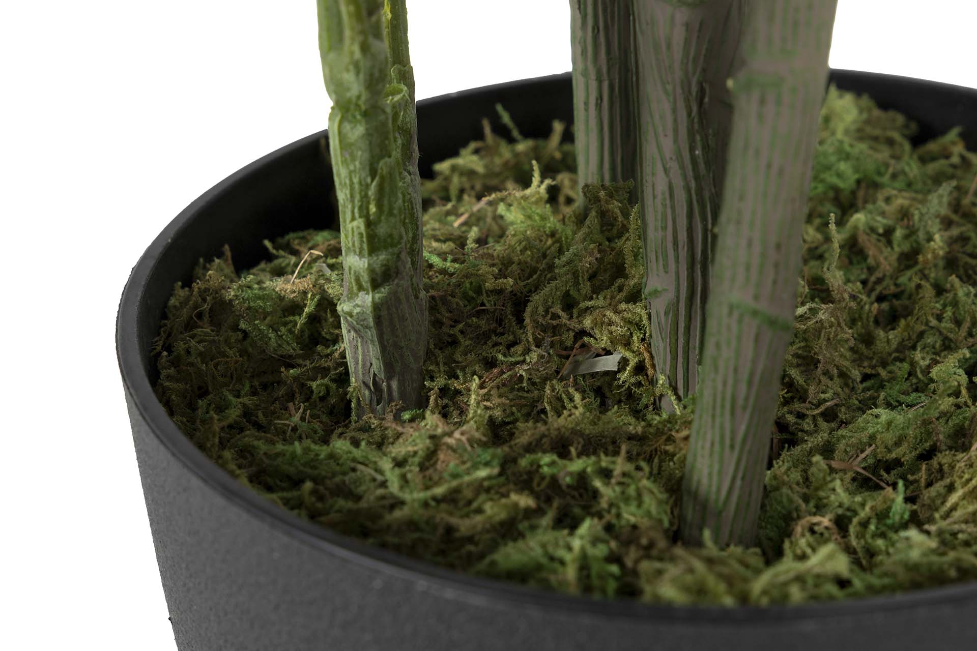 PLANTA SCHEFFLERA ARBORICOLA 60x60x145 CM