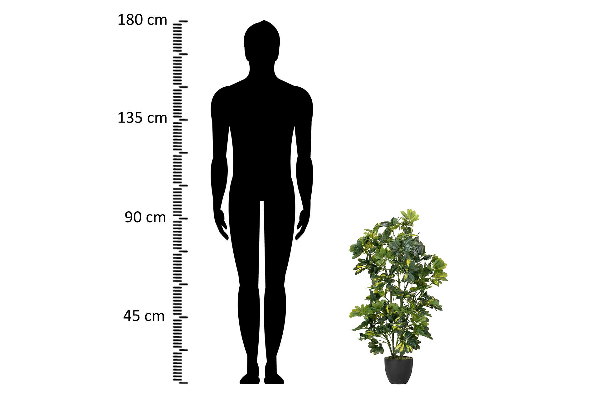 PLANTA SCHEFFLERA ARBORICOLA 50x50x95 CM