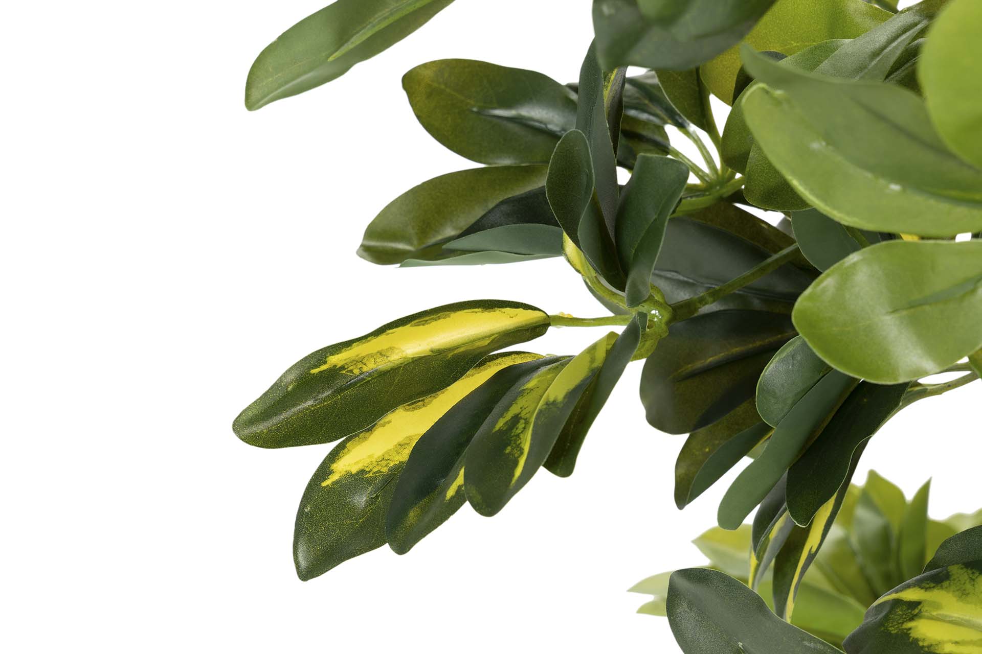PLANTA SCHEFFLERA ARBORICOLA 50x50x95 CM